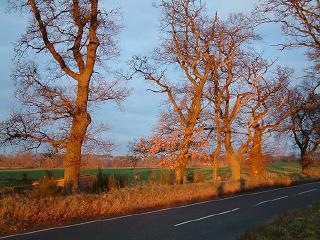 Fire-red trees at Sunset on Speyside